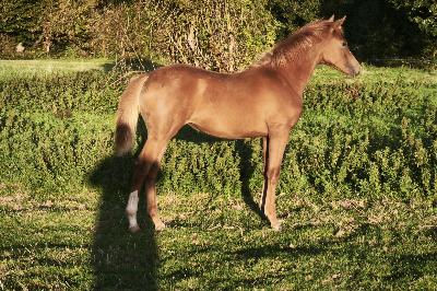 PASSE PARTOUT CHOISIE