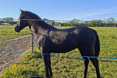 PRETYGIRL DE LA GENSO