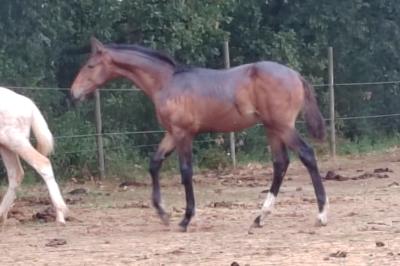 PRIME HUNTER BELLALY