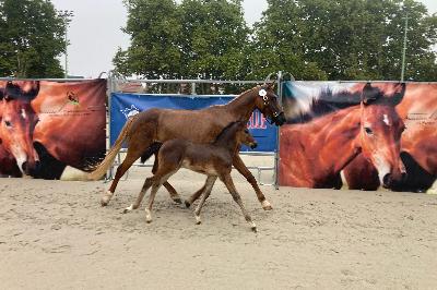 concours mod&egrave;les et allures PFS Vichy 2025