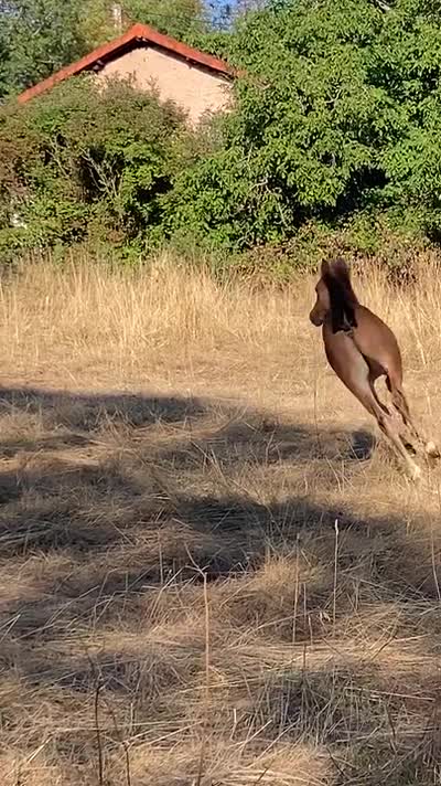 POPSONG DE BEAUVALLON