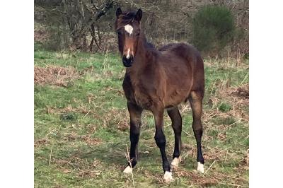 POPSONG DE BEAUVALLON