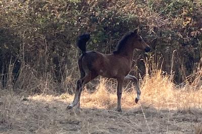 POPSONG DE BEAUVALLON