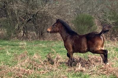 POPSONG DE BEAUVALLON