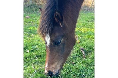 POPSONG DE BEAUVALLON