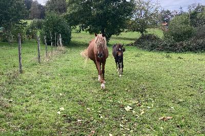 popsong et sa m&egrave;re automne 2025