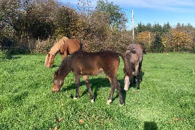 popsong nivembre 2025