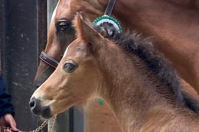 concours mod&egrave;le et allures Vichy 2025