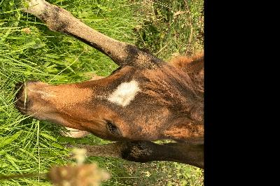 POPSONG DE BEAUVALLON