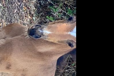 POPSONG DE BEAUVALLON