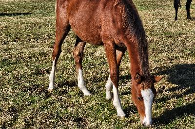 P&#039;LAY LISTE DU MENAGE