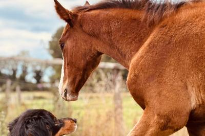 P&#039;LAY LISTE DU MENAGE