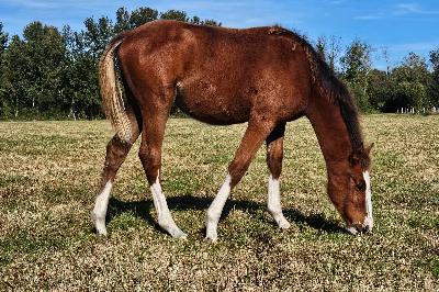 P&#039;LAY LISTE DU MENAGE