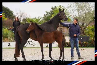 POLYTMUS DU PLESSIOU