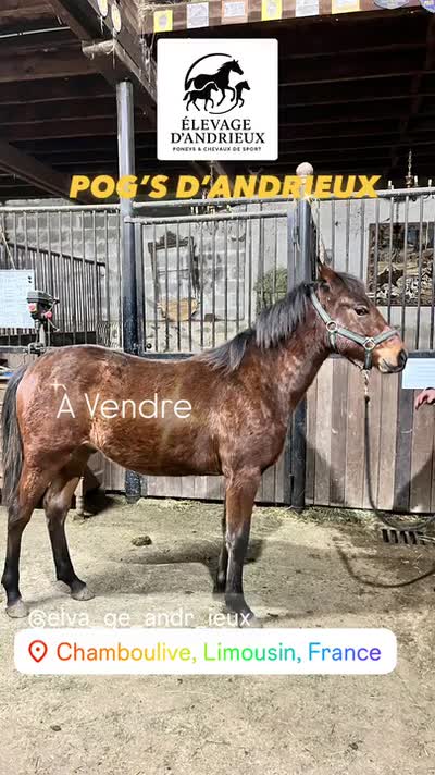 POG'S D'ANDRIEUX