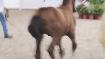 PHIL COLLINS D'ESTEL