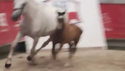 PHIL COLLINS D'ESTEL