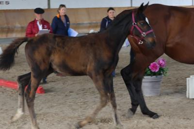 PEACH DE MONREJEAU AA