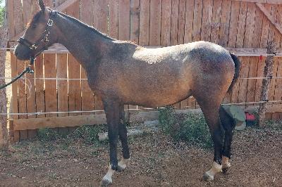 PAMPELUNE BALT