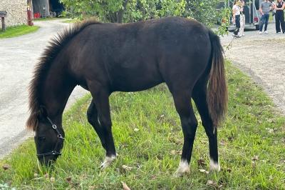 PETIT LOOPING JOYEUX