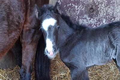 Petit Looping le jour de sa naissance