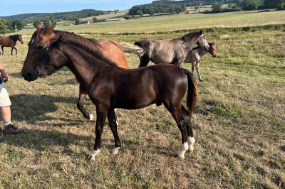 PETIT LOOPING JOYEUX