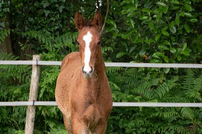 PADINGTON D&#039;ESPERANCE