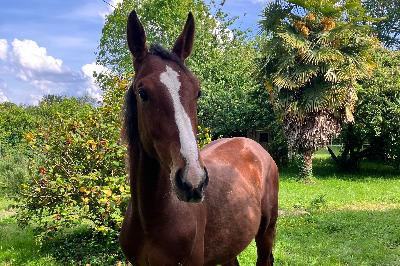 PADINGTON D'ESPERANCE