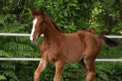 PADINGTON D&#039;ESPERANCE