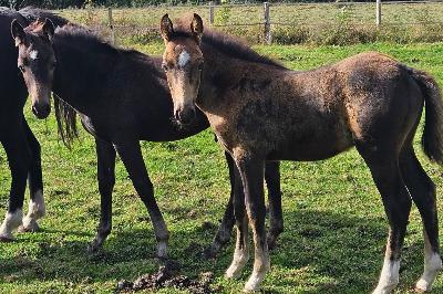 P'ETER PAN DU MENAGE