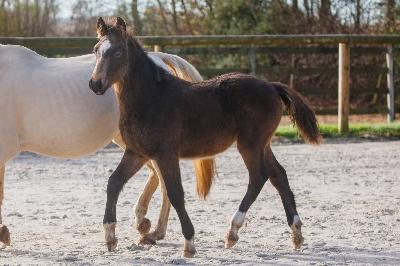 P'ETER PAN DU MENAGE