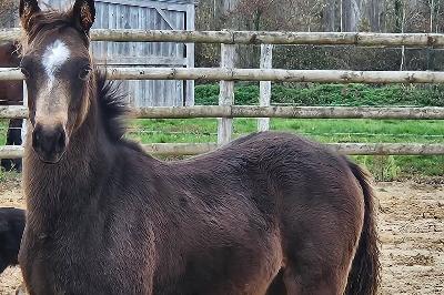 P'ETER PAN DU MENAGE