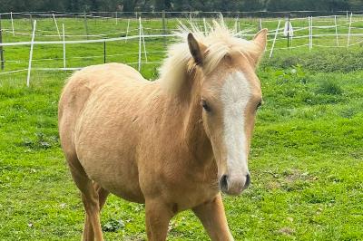 PRIM&#039;ROSE D&#039;ANCOEUR