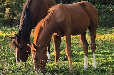 POMELLATO DE SORENTO