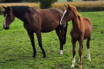 Pomellato de Sorento Octobre 2025