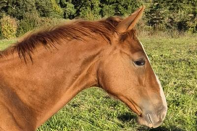 POMELLATO DE SORENTO