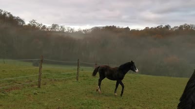 PLUME DU CENTAURE