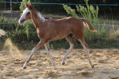 QKAEDE DE LA SALUDY AA