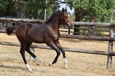 Qolibri_202608_galop