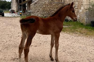 QADENCE DU CASTILLON