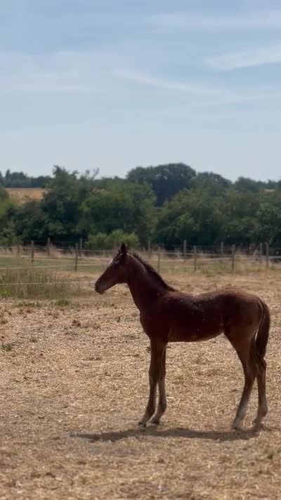 QADENCE DU CASTILLON