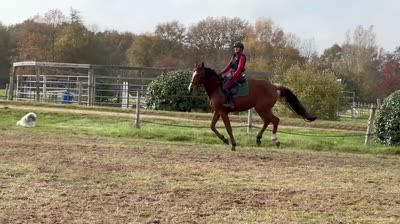 WILLANDRY DE CHAMPENOTTE