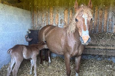 GET'S BETTER DEW DROP