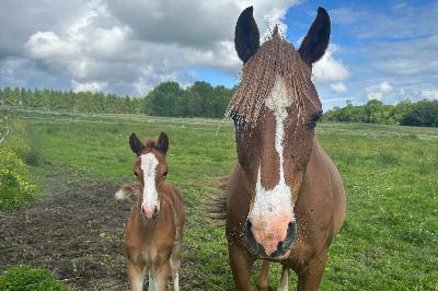 GET'S BETTER DEW DROP