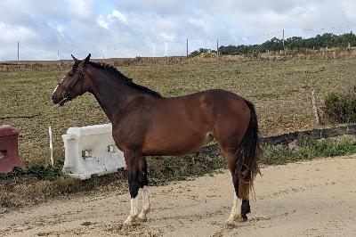 QAMASSIA DU BOCAGE Z