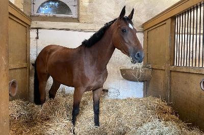 SAFFIRA VAN'T GOOVAHOF