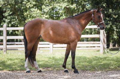 Classic Girl Z - Mod&egrave;le