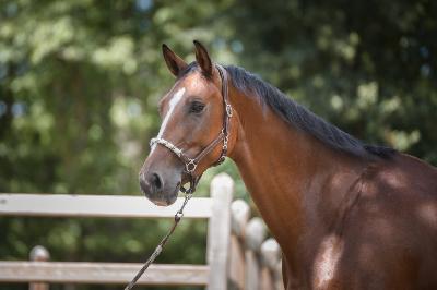 Classic Gril Z - Portrait