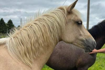 SIENNA LUMINA D'ALAM