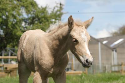 SIENNA LUMINA D'ALAM